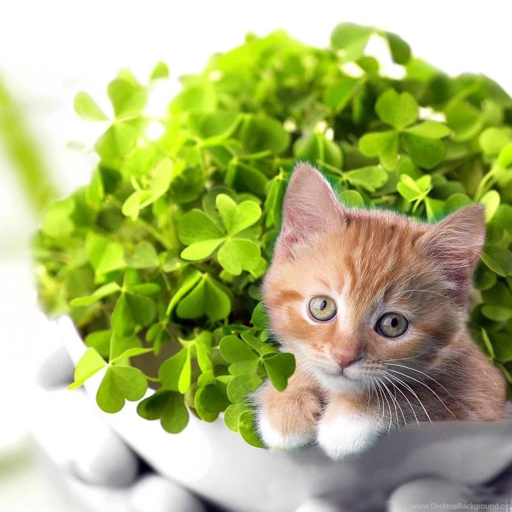 Ipad Wallpapers Free Download St Patrick S Day Wallpapers For