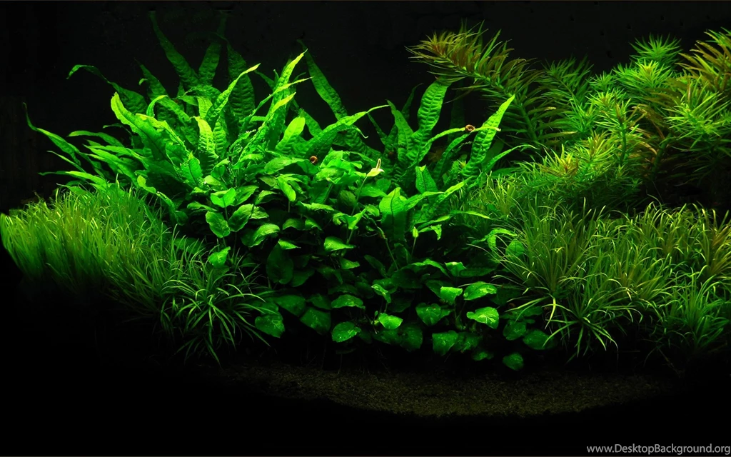 Aquarium Green Plants