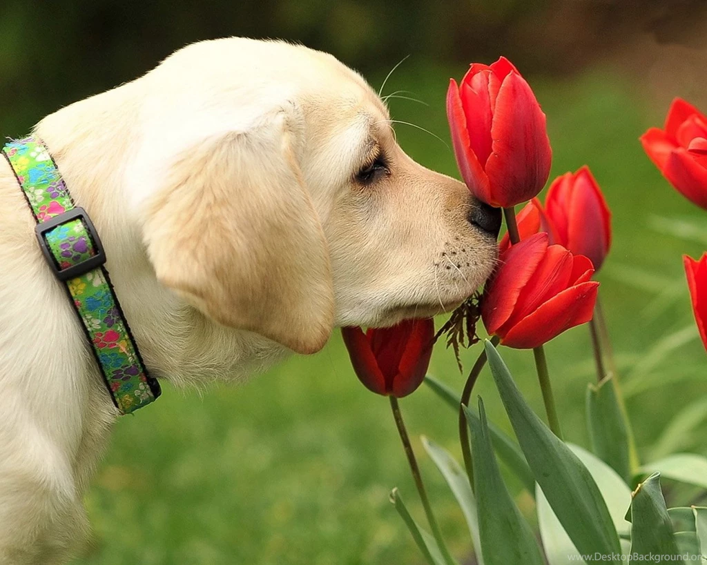 Dog Wallpapers Free Download Wallpapers HD Fine