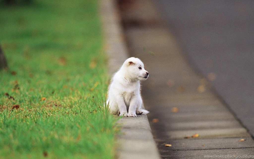 Pretty White Dog Wallpapers Computer Desktop B