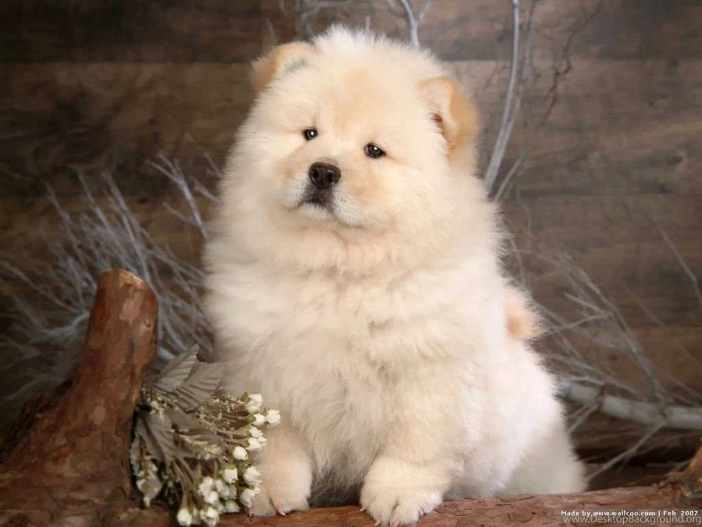 Cute Chow Chow Puppy Dog Wallpapers For Your Computer Desktop