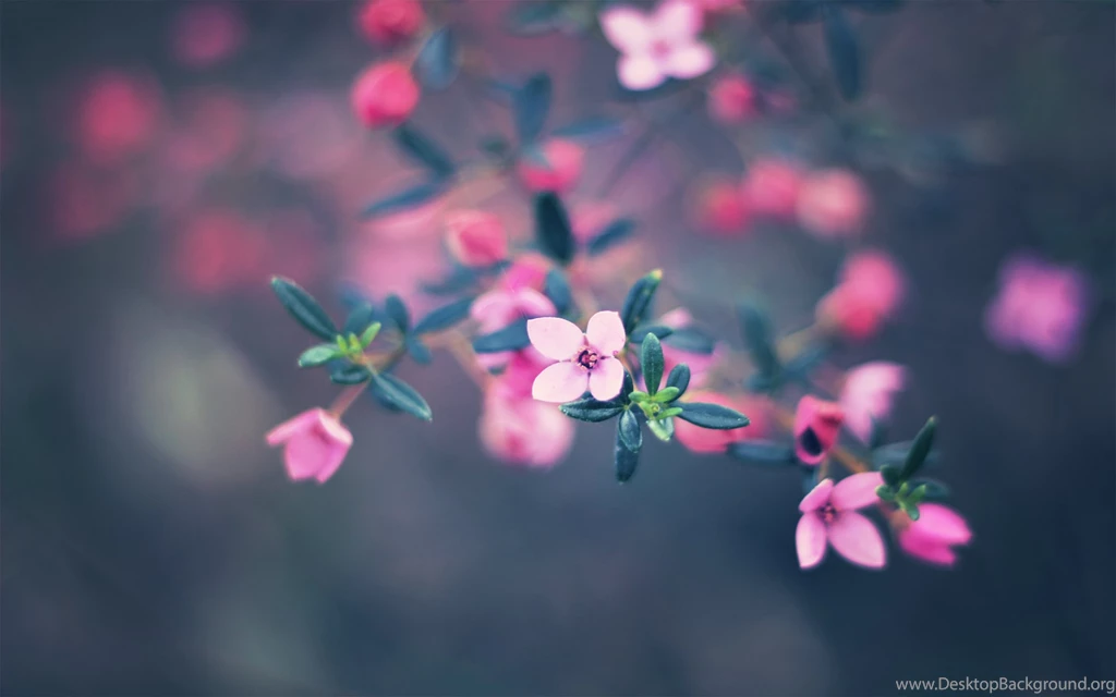 Sweet Wallpapers
