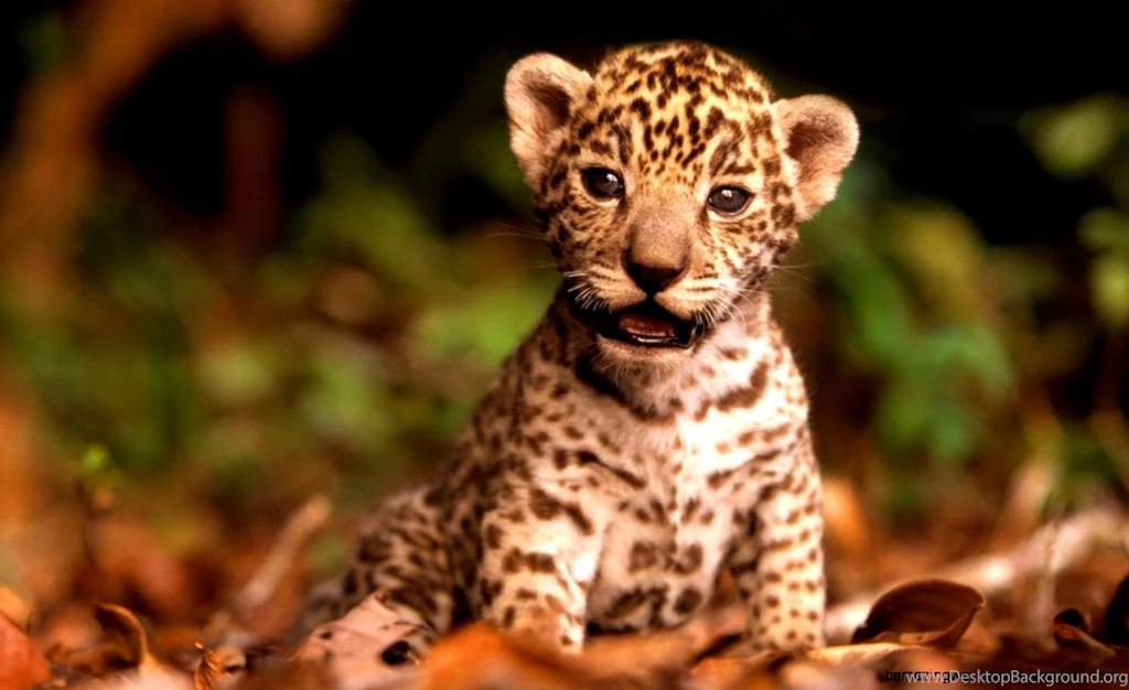 Really Cute Baby Wild Animals