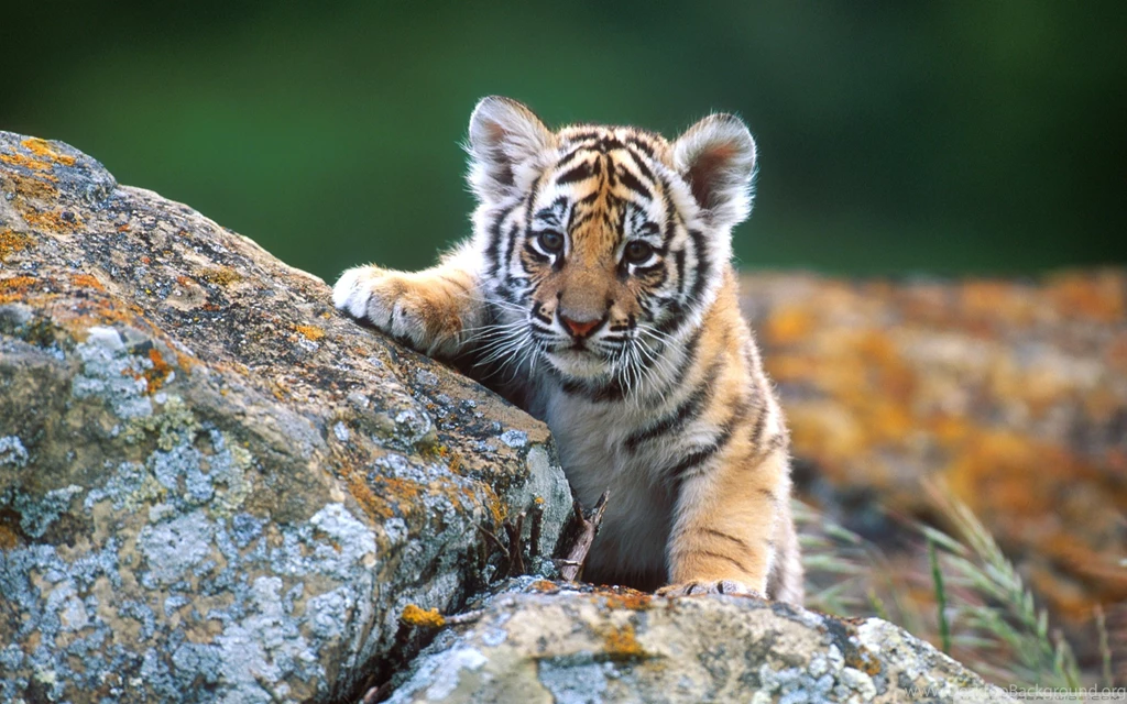 Tiger Cub HD Desktop Wallpapers : High Definition : Fullscreen : Mobile