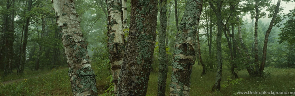 Dual Monitors Zombie Wallpaper Backgrounds