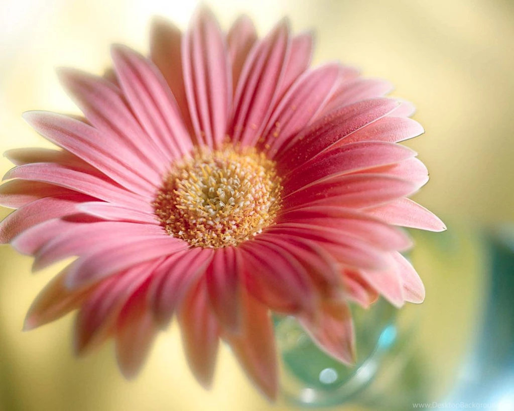 Flower Pictures Download HD Wallpapers Pretty