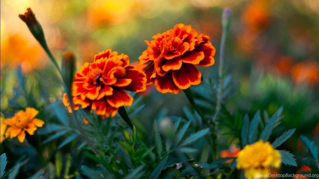Flower Wallpapers AmusingFun.com