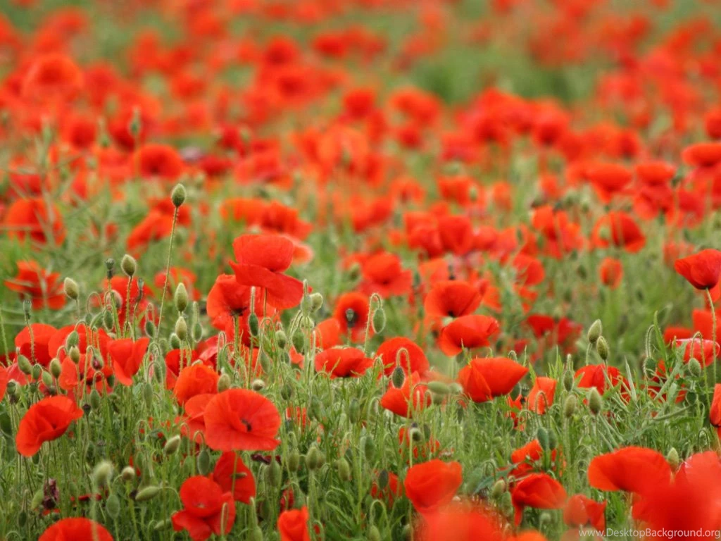 Facial Treatments: Free Download Flower Wallpapers, Beautiful ...