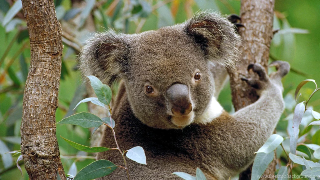 Download Backgrounds Koala In Eucalyptus Tree, Australia Free ...