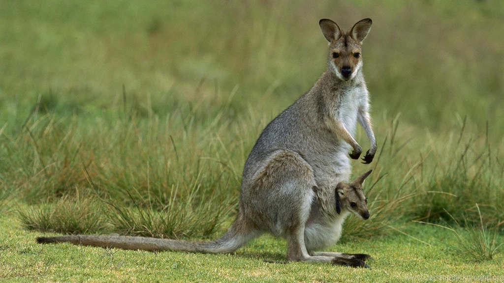 Kangaroos Wallpapers Page 2: AGILE WALLABY Feeding Mum Baby ...