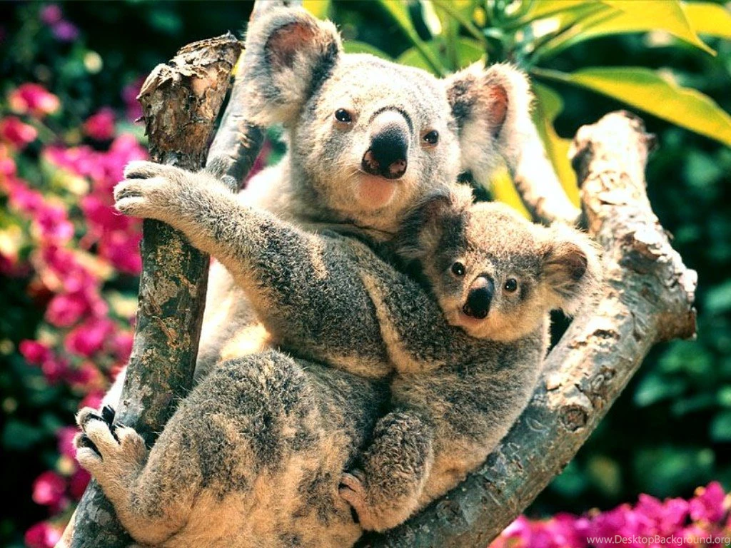 Koalas, Australia < Animals < Life < Desktop Wallpapers