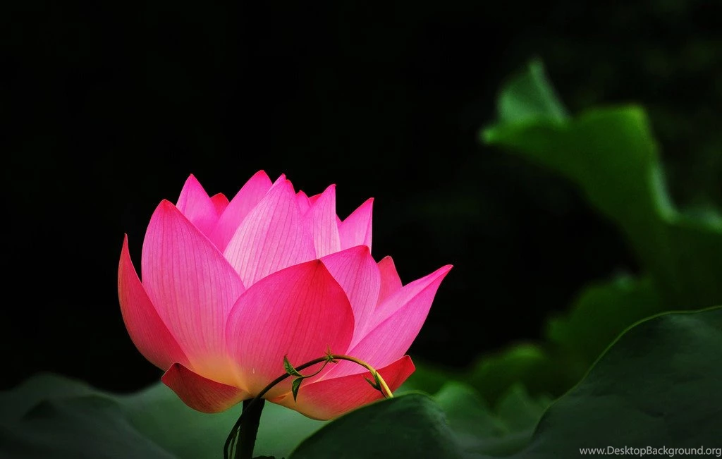 Lotus Wallpapers