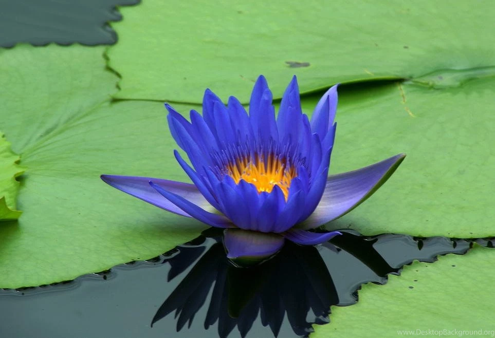 White Lotus Flowers Beautiful Images Beautiful Black And White ...