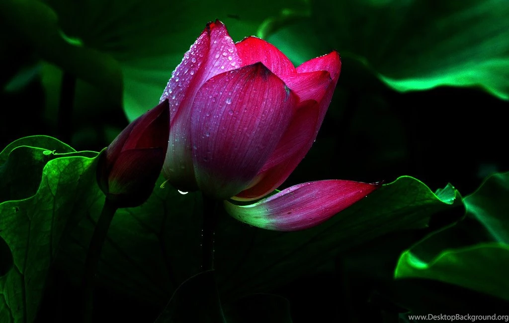 Red Lotus Flower Wallpapers 13, Lotus Flower Pictures & Images