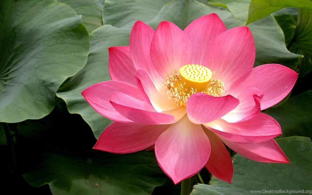 Lotus Wallpapers Wallpapers Zone