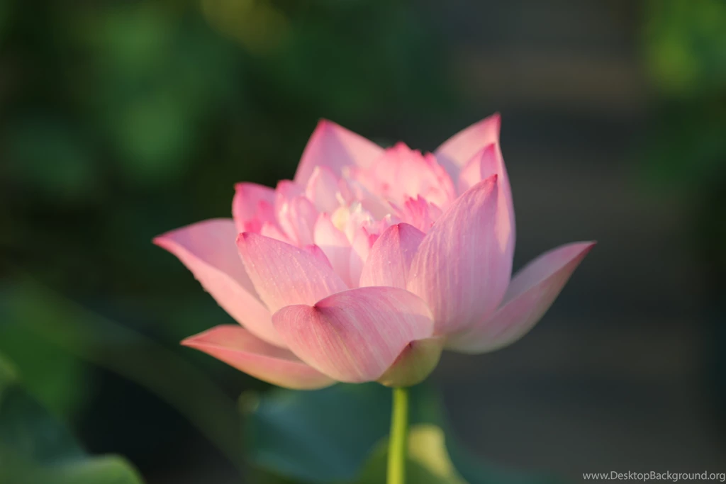High Quality Lotus Flower Wallpapers