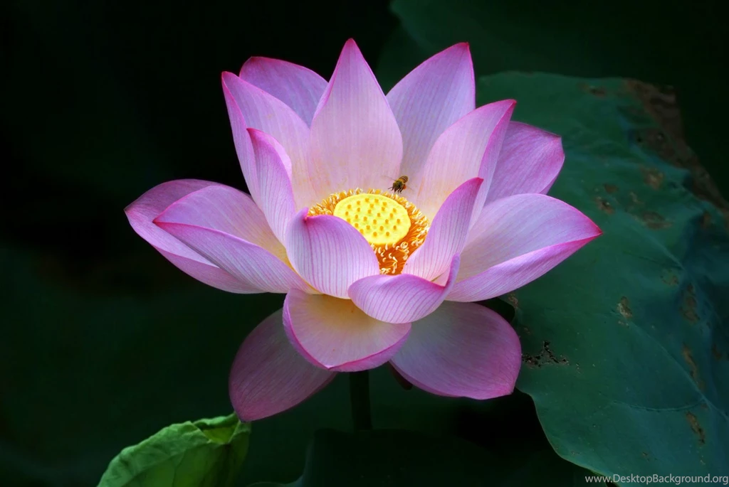 Beautiful Lotus Flowers Wallpapers 433, Lotus Flower Pictures & Images