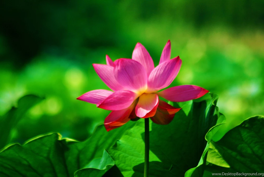 Red Lotus Flower Wallpapers 31, Lotus Flower Pictures & Images