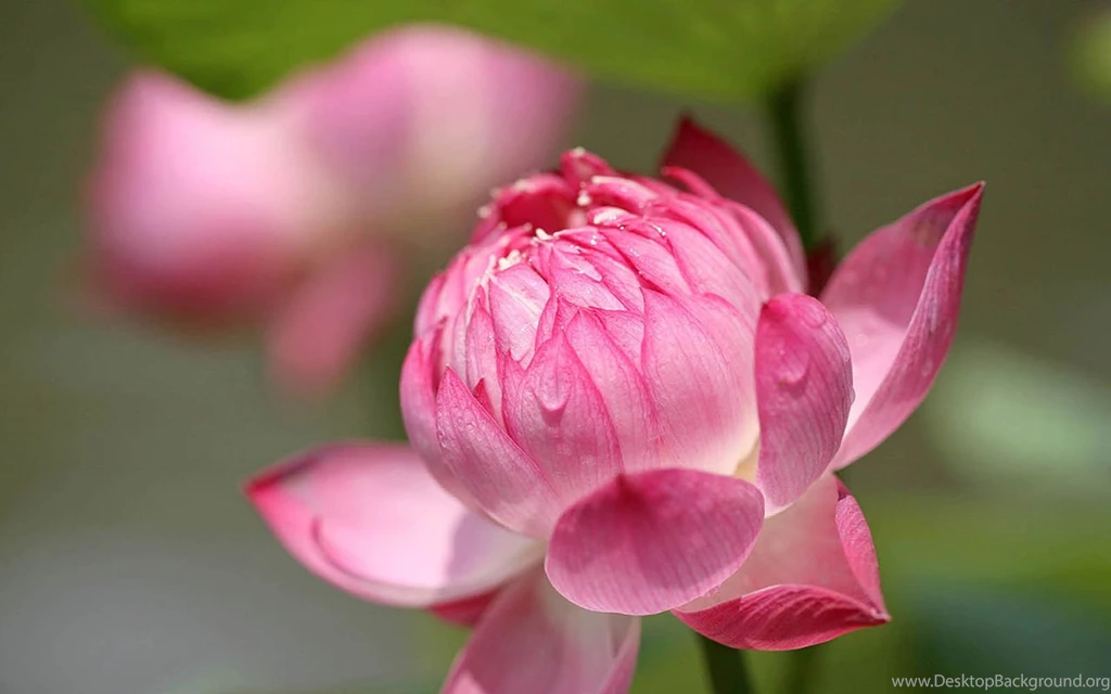 Dream Beautiful Lotus Flower Close up Photography Desktop ...