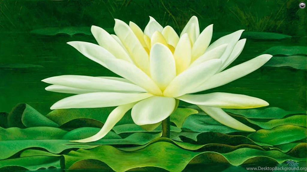 Magical Beauty Of Lotus Flower Wallpapers Free Wall Paper