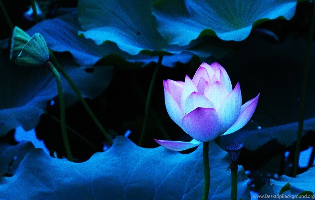 Blue Lotus Flower Wallpapers 01, Lotus Flower Pictures & Images