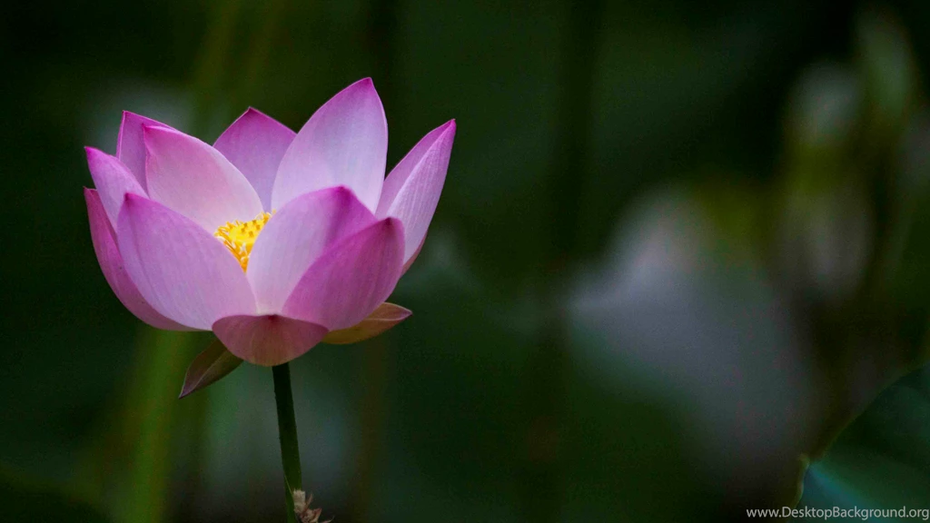 Beautiful Lotus Flowers Wallpapers 89, Lotus Flower Pictures & Images