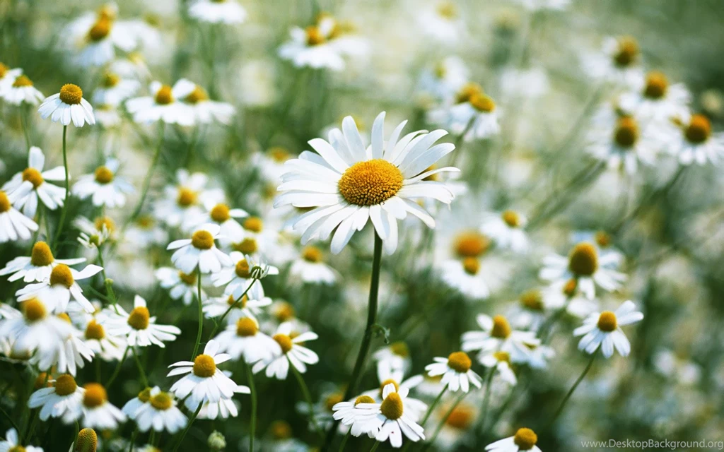 Daisy Free Wallpapers Downloads