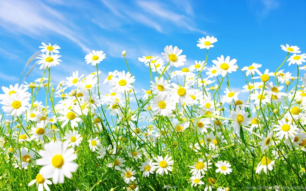 Daisy Download Wallpapers And Free Desktop Bac
