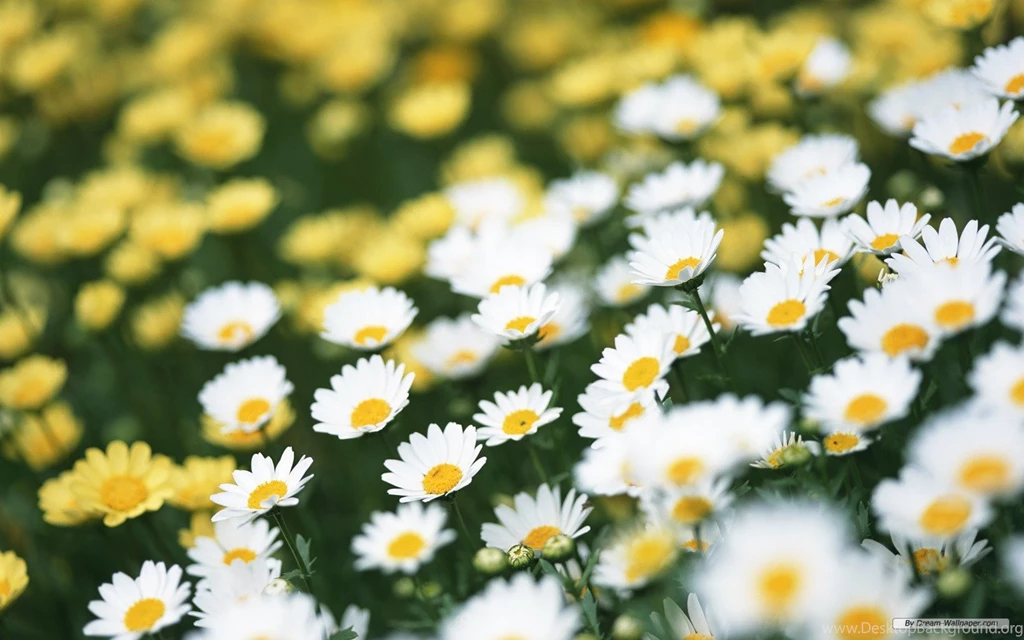Daisy Widescreen Backgrounds Wallpapers 9912 HD Wallpapers Site