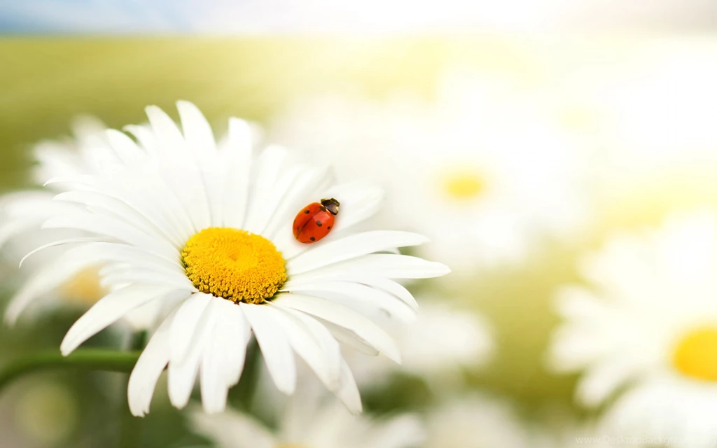 Download Wallpapers 3840x2400 Ladybug, Daisy, Flower, Bright ...
