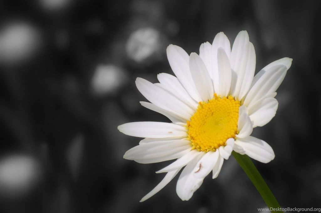 Daisy Flower Wallpaper Backgrounds