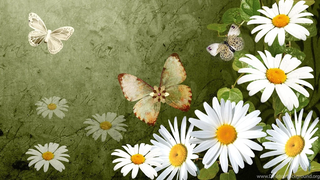 Daisy Wallpaper Backgrounds Wallpapers Cave