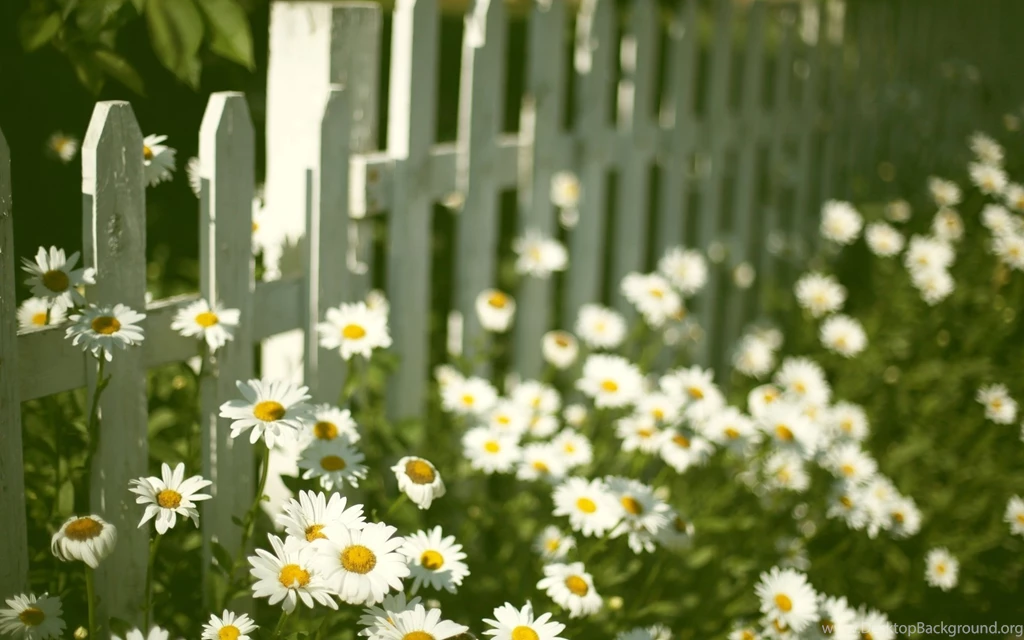 Mood Flower Flowers Flower Flower Chamomile Daisy Fence Fencing ...