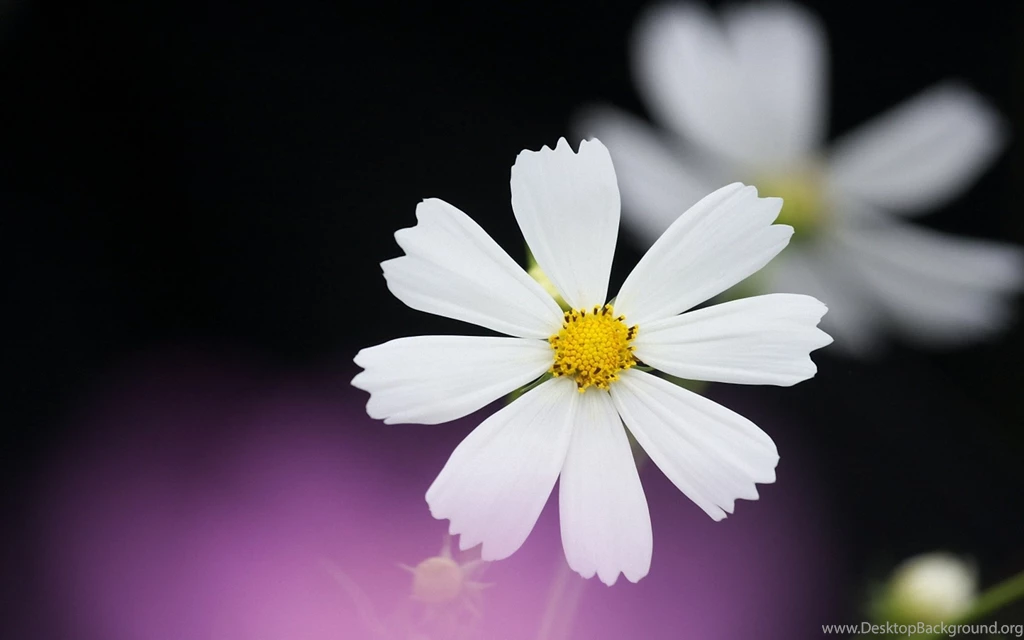 Download Wallpapers 1920x1200 Daisy, Flower, Petals, Backgrounds ...