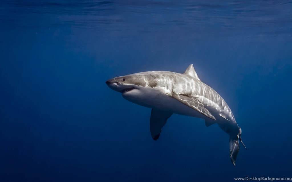 Great White Shark Wallpapers For Iphone Kemecer.com