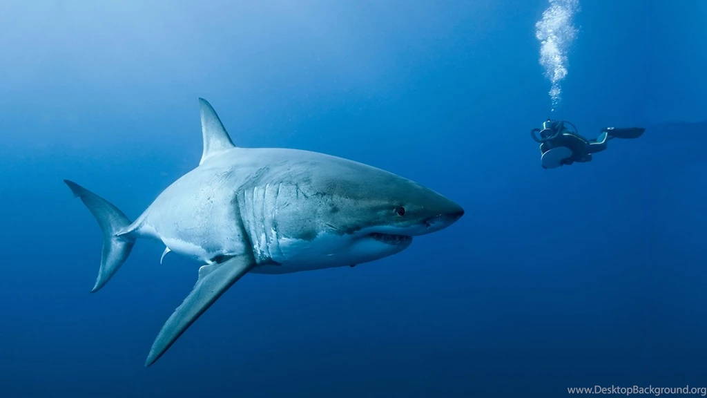 Great White Shark Wallpapers HD Resolution Kemecer.com