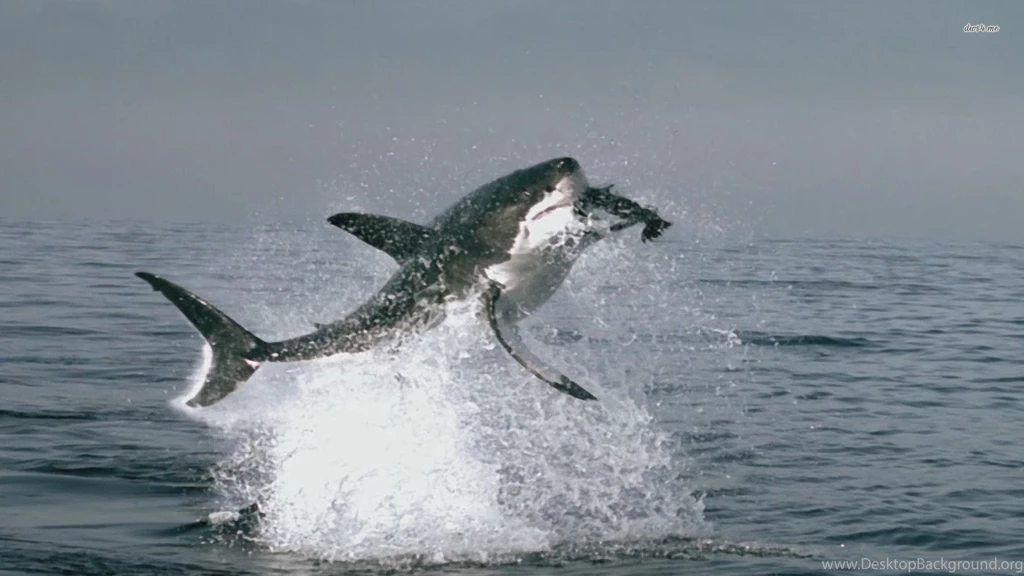 Hd Great White Shark 3