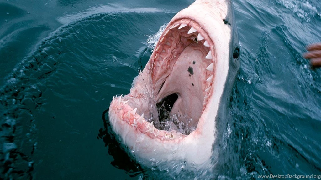 Great White Shark Mouth, 1920x1080 HD Wallpapers And FREE Stock Photo