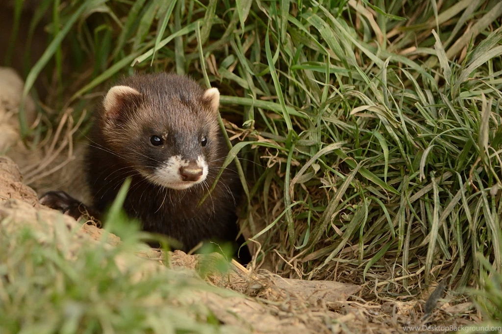 Ferret, Widescreen, High, Definition, Wallpaper, For, Desktop ...