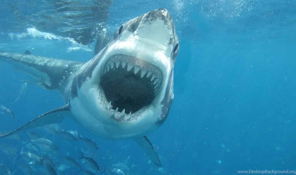 Great White Shark Pictures On Animal Picture Society