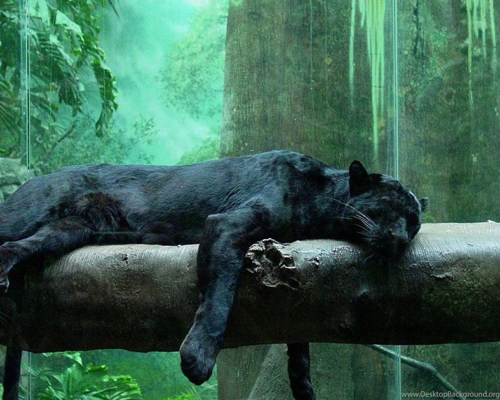 Black Panthers Wild Jungle Animals Desktop Wallpapers