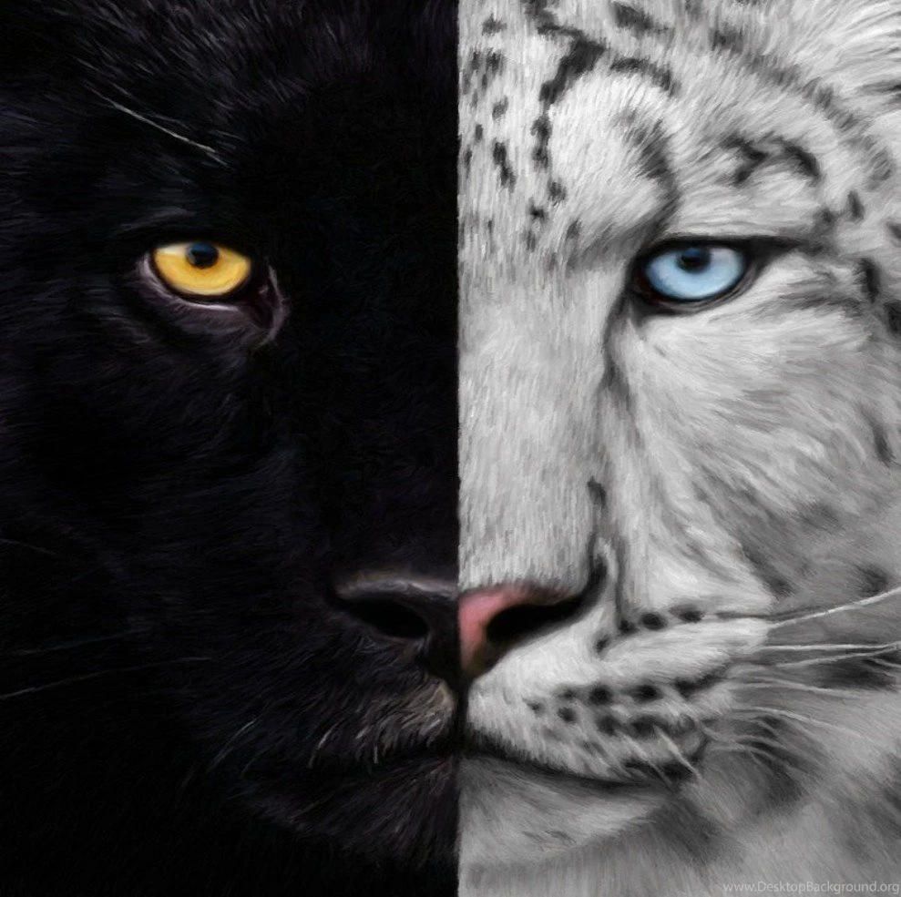 Cats Night Day Panther White Black Tiger Free Desktop Wallpapers ...