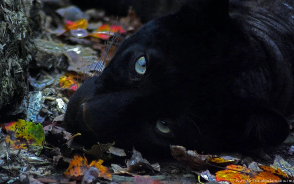 Black Panther Computer Wallpapers, Desktop Backgrounds