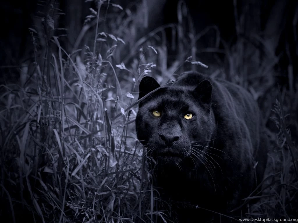 Cats: Night Stalker Leopard Blue Cat Black Panther Predator Yellow ...