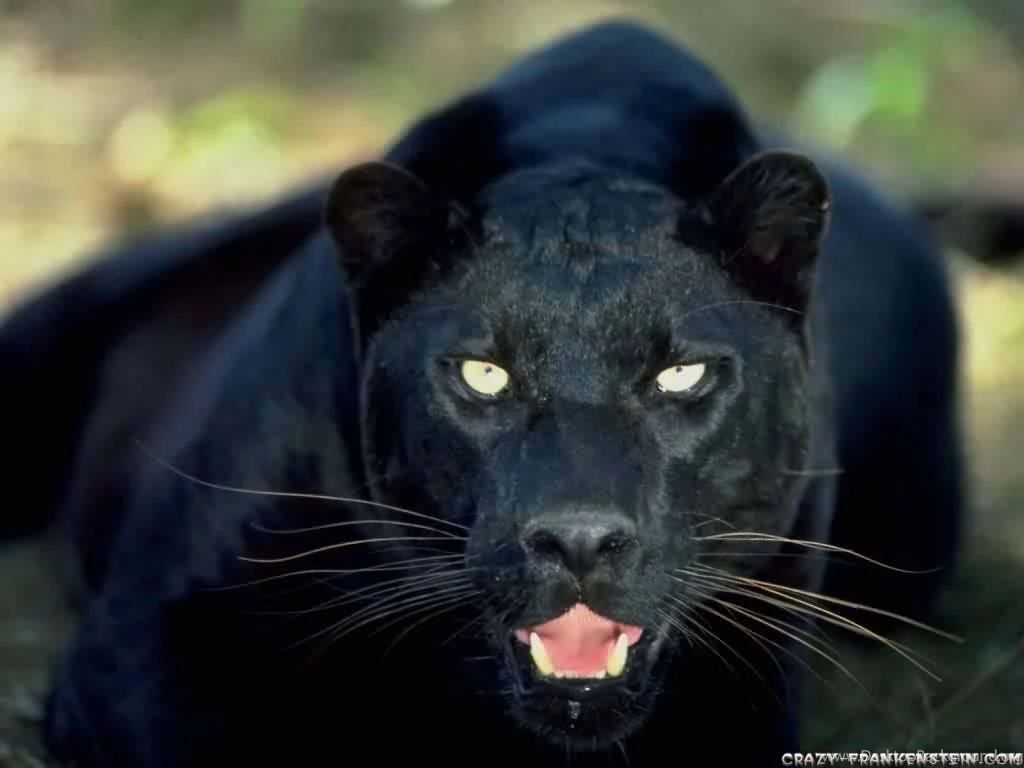 Panther Wallpapers Crazy Frankenstein