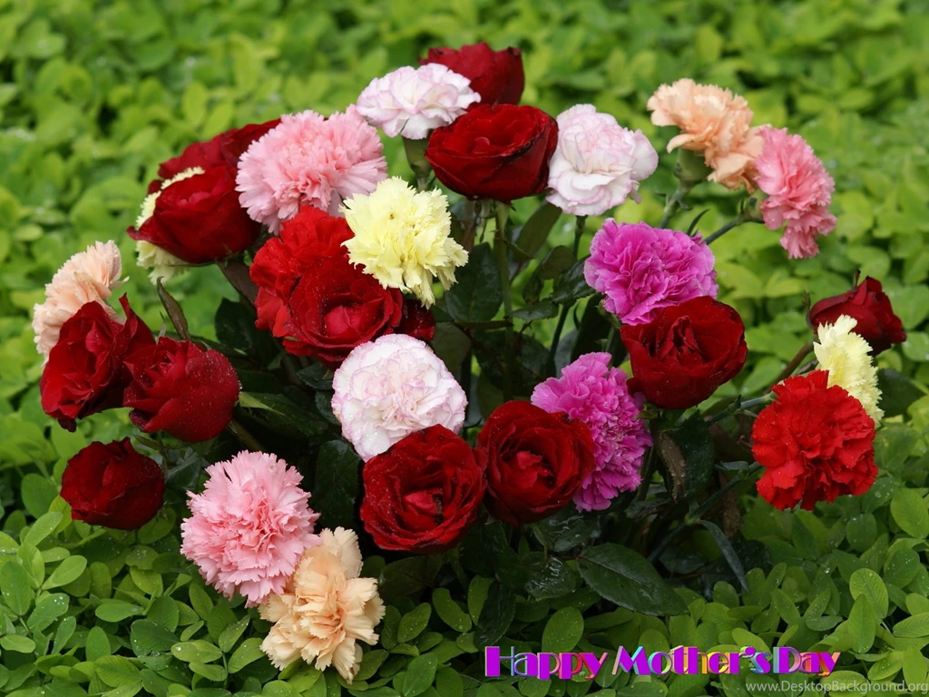 Beautiful Flowers Wallpapers