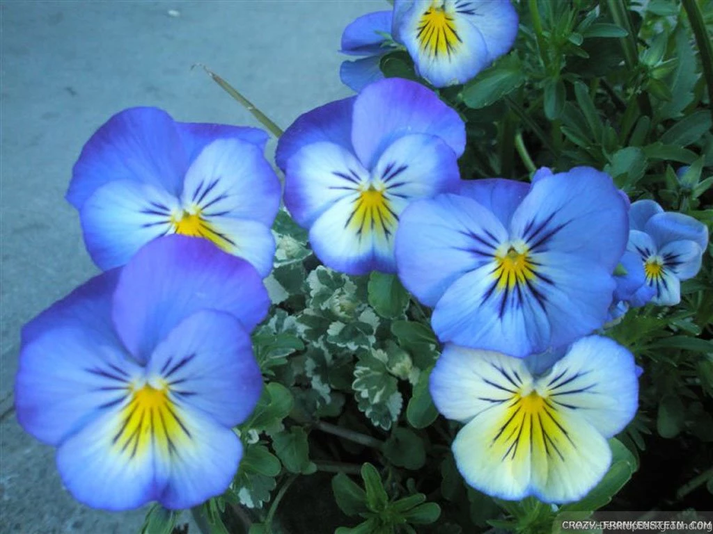 Beautiful Flowers Wallpapers