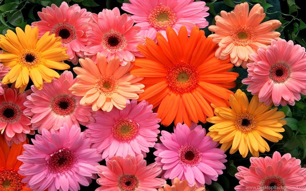 Download Beautiful Flowers Wallpapers HD Wallpapers Desktop ...