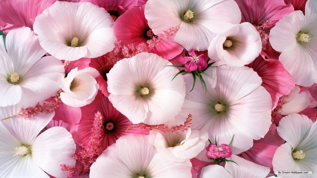 Download Beautiful Flowers Wallpapers HD Wallpapers Desktop ...