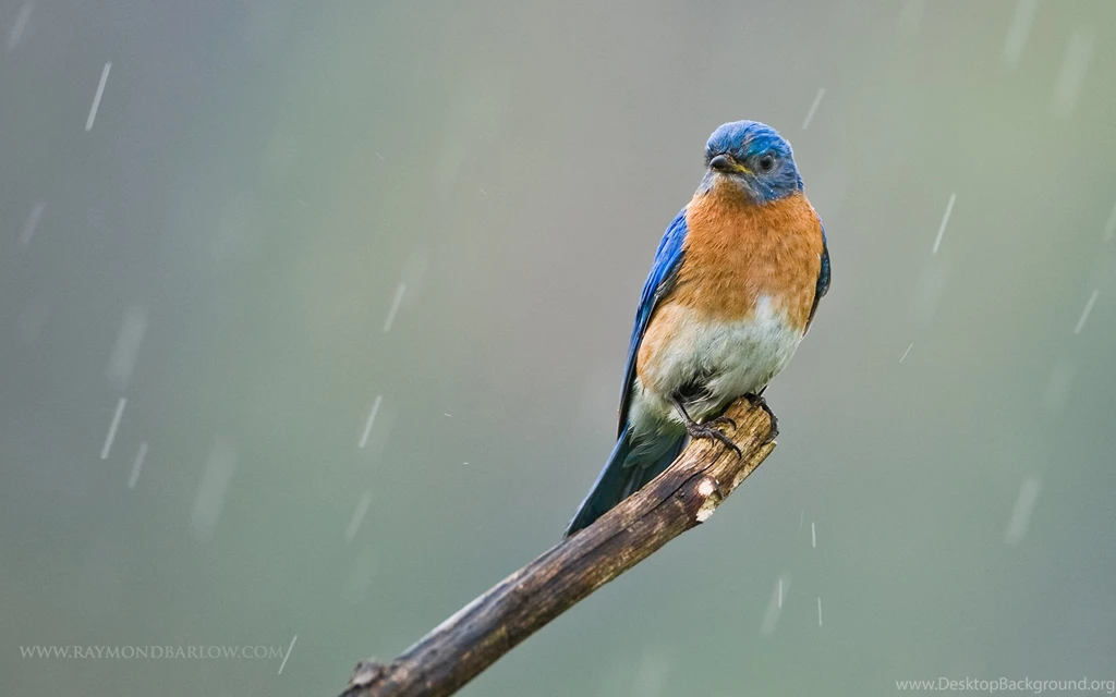Beautiful Collection Of Bluebird Pictures